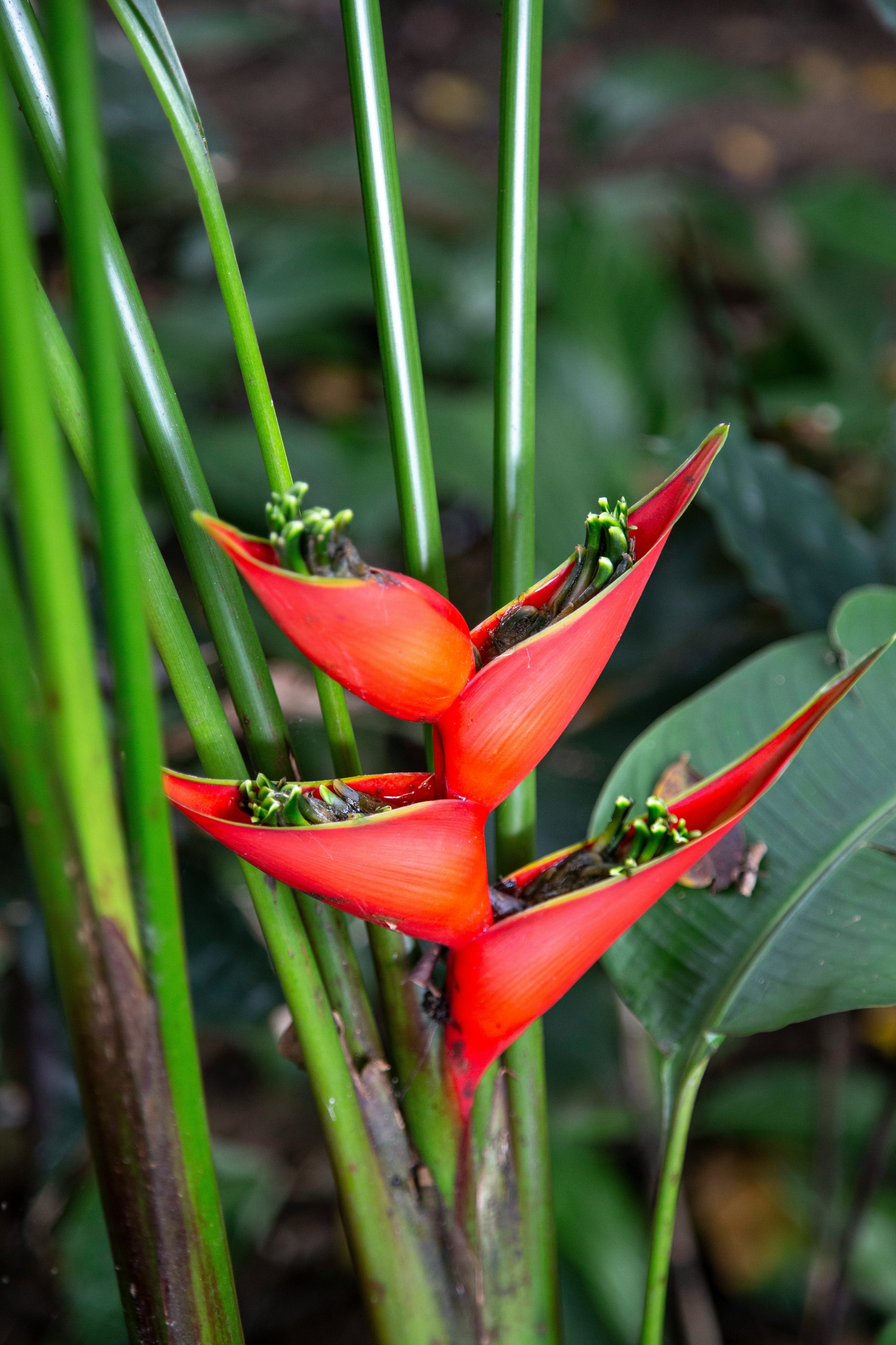 red flower bud in close up photography